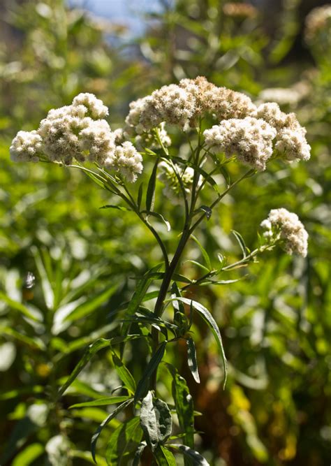 Baccharis glutinosa – The Watershed Nursery