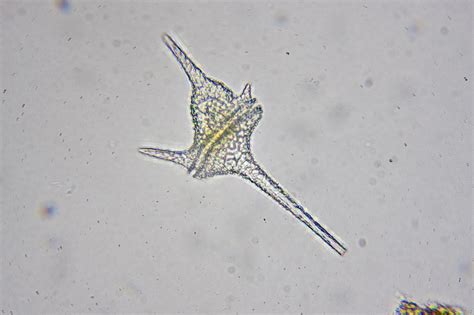 Ceratium Microscope