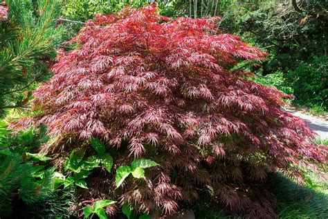 17 of the Best Dwarf Japanese Maple Varieties | Gardener’s Path