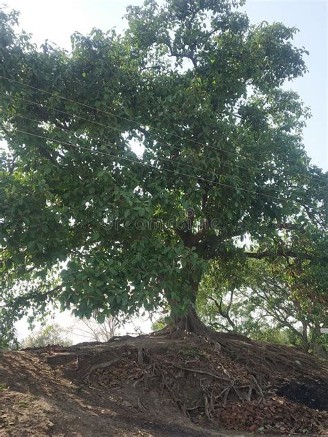 Indian Old Seeds of Tree Bargad Stock Image - Image of shrub, plant ...