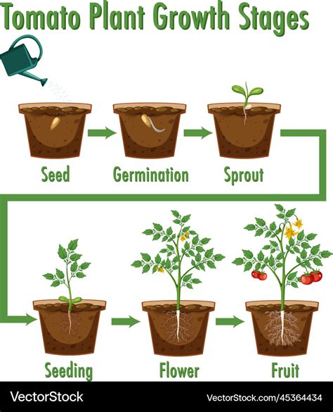 Tomato plant growth stages Royalty Free Vector Image