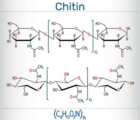 What Is Chitin? Definition and Uses