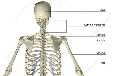 Back Bones In The Body : Key Stage Three Science: Student Book 2 by ...