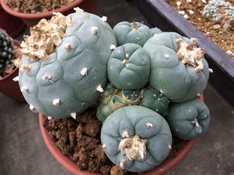 Scientists classify the species of Lophophora species into 5 main lines ...