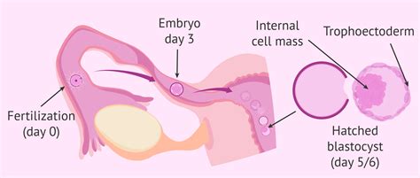 What is embryo implantation and when does it occur?