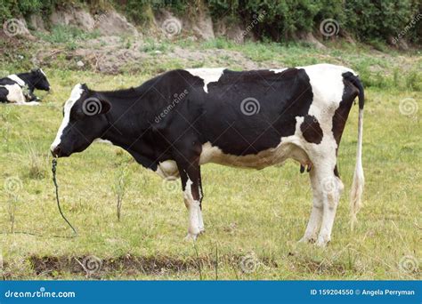 Cow with a Ring in Its Nose Stock Photo - Image of close, ring: 159204550