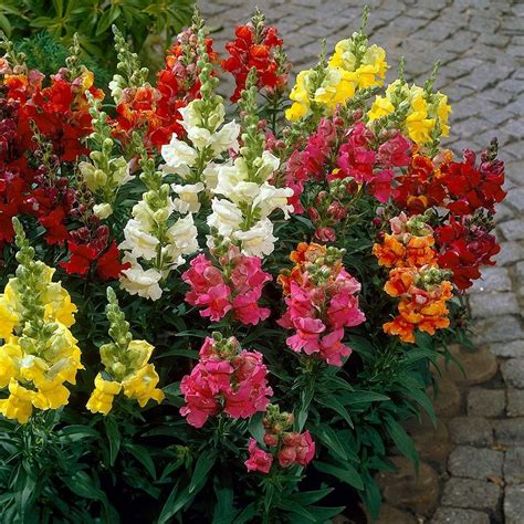 Antirrhinum majus Madame Butterfly Mix | White Flower Farm