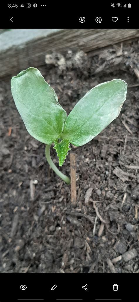 English cucumber seedling's leaves are turning white? Slowly withering ...