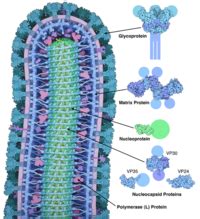 Ebola Virus Disease - microbewiki