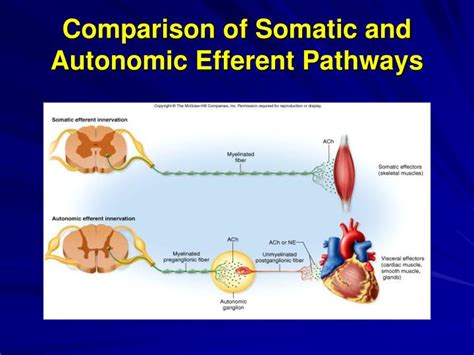 PPT - Autonomic Nervous System PowerPoint Presentation - ID:870509