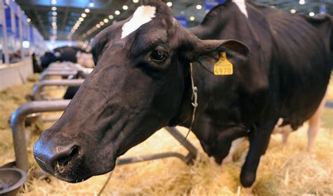 Mad cow disease: What is it? | The World from PRX