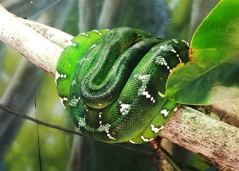 45 Emerald Tree Boa Facts (Guide to Both Species) Diet, Habitat, Babies, Photos, Pets ...