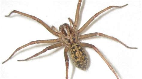 Hobo Spider Bite: Pictures, Symptoms, and Treatments