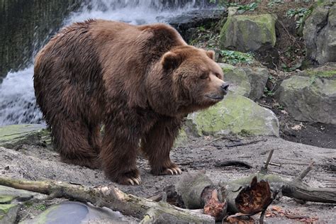 Kodiak Bear - a photo on Flickriver