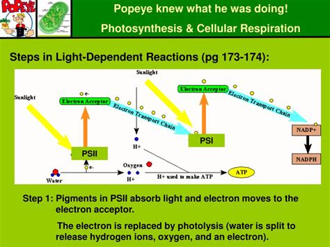 Final Electron Acceptor In Photosynthesis - cloudshareinfo