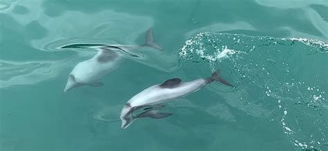 Akaroa Dolphins - 2020 All You Need to Know BEFORE You Go (with Photos ...