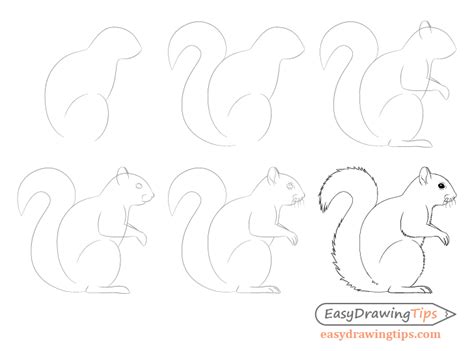 Discover more than 143 squirrel drawing images - seven.edu.vn