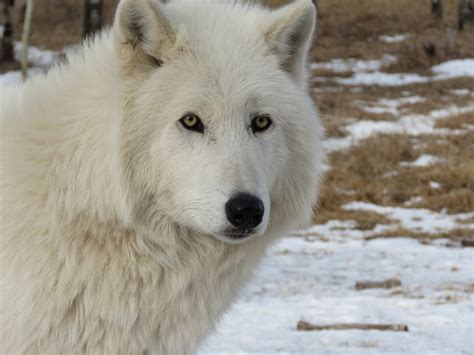 Arctic Wolfdog Wolf - Free photo on Pixabay