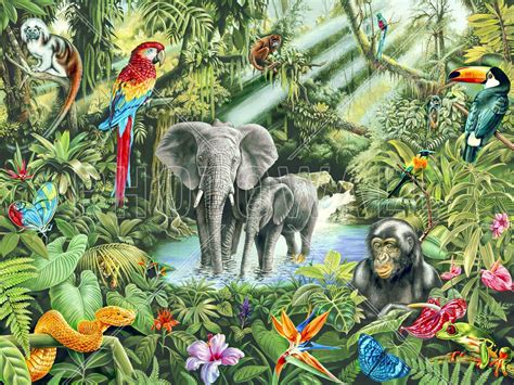 Rainforest Animals Wallpapers - Top Free Rainforest Animals Backgrounds - WallpaperAccess