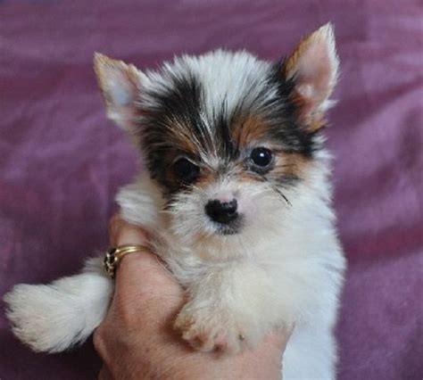 parti yorkie puppies for sale | Cute Puppies | Yorkie puppy for sale ...