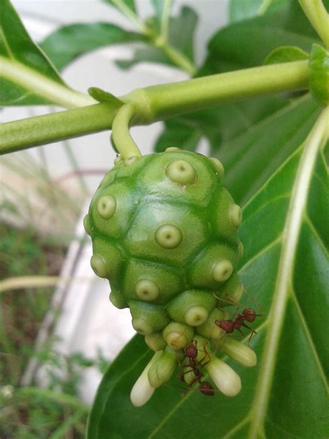 Morinda Citrifolia | John Ari Nature | Flickr