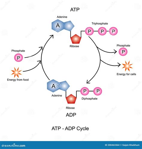 ATP ADP Cycle. stock vector. Illustration of energy - 200463364