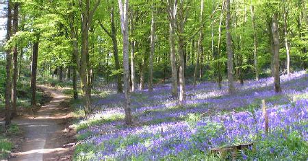 Portglenone Forest — Biodiversity Northern Ireland