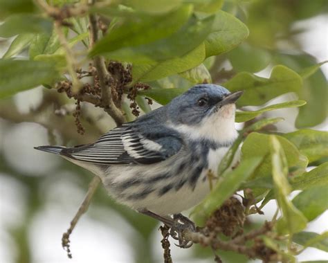 Pictures and information on Cerulean Warbler