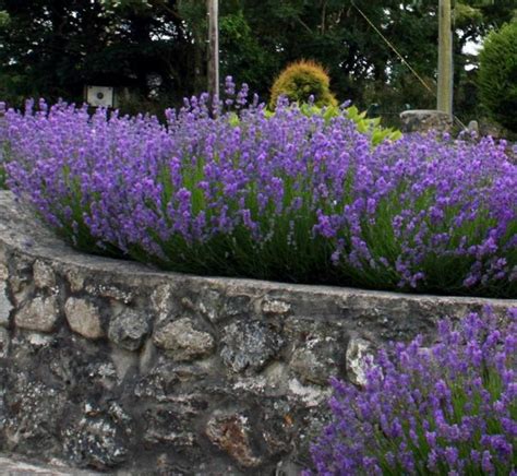 Lavender plants flowers shrubs | in Truro, Cornwall | Gumtree