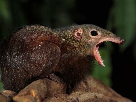 'Greater Treeshrew, Tupaia Tana, Danum Valley Conservation Area, Borneo' Photographic Print ...