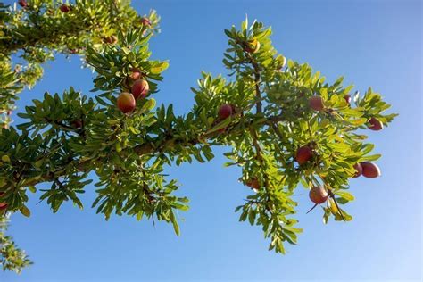 The miraculous properties of the Argan Tree • Tevi Care