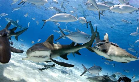 Why Are Lemon Sharks Called Lemon Sharks? - Ocean Conservancy