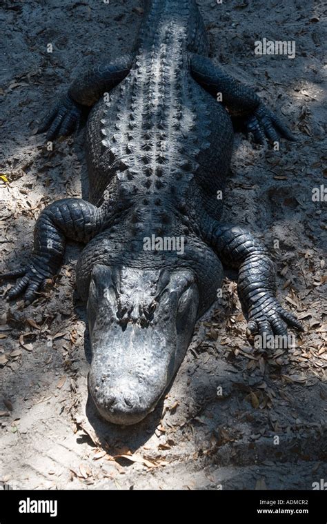 St Augustine Alligator Farm St Augustine Florida USA Stock Photo - Alamy