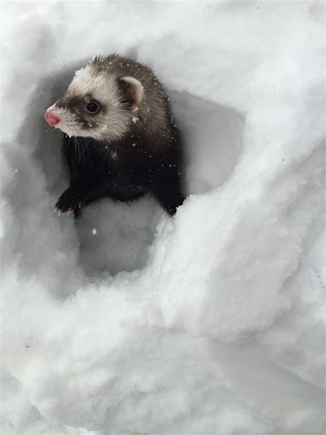 My cute ferret trouble enjoying the snow:) | Ferret, Cute animals, Pets