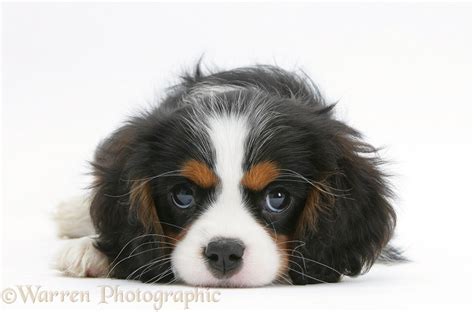 Dog: Tricolour Cavalier King Charles Spaniel pup photo WP20508