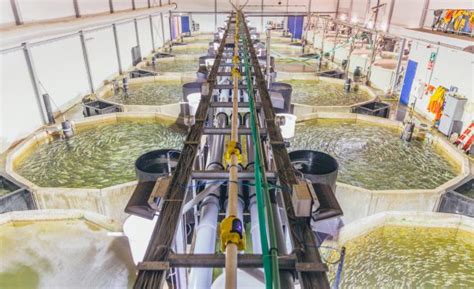 Explained: What is RAS Aquaculture? - ASC International