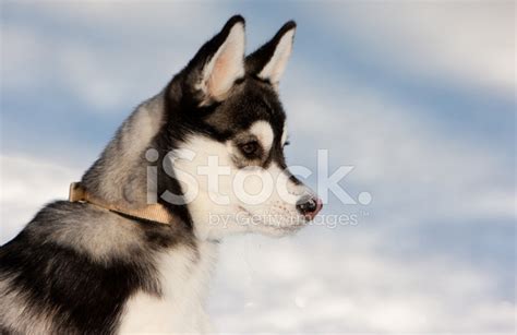 Siberian Husky Puppy In Snow Stock Photo | Royalty-Free | FreeImages