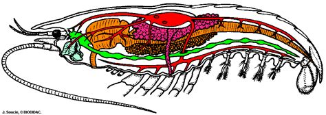 Anatomy Of Crustaceans - Anatomy Book