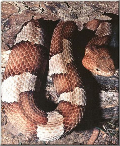 Copperhead Snake Habitat and Reproduction ~ planetanimalzone