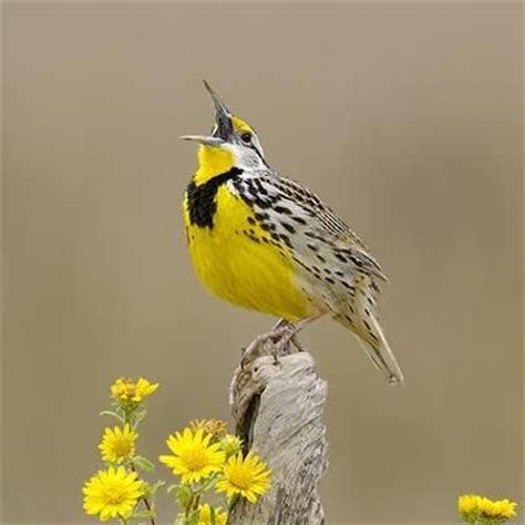 Kansas State Bird | Animals-Feathered Friends | Pinterest | US states ...