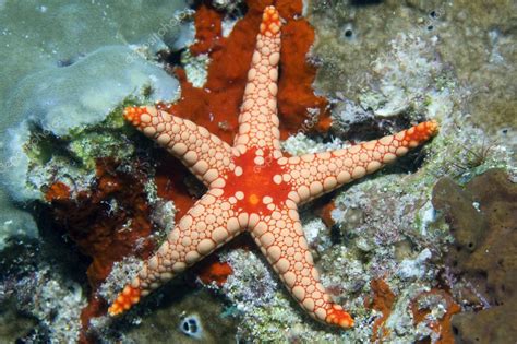 Orange starfish. — Stock Photo #5695092