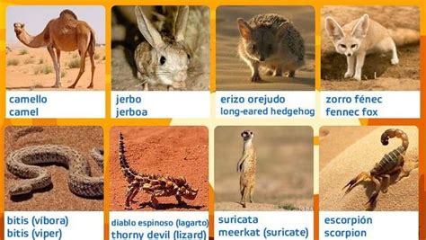 Nombres de Animales que Viven en el Desierto – Animales del Desierto