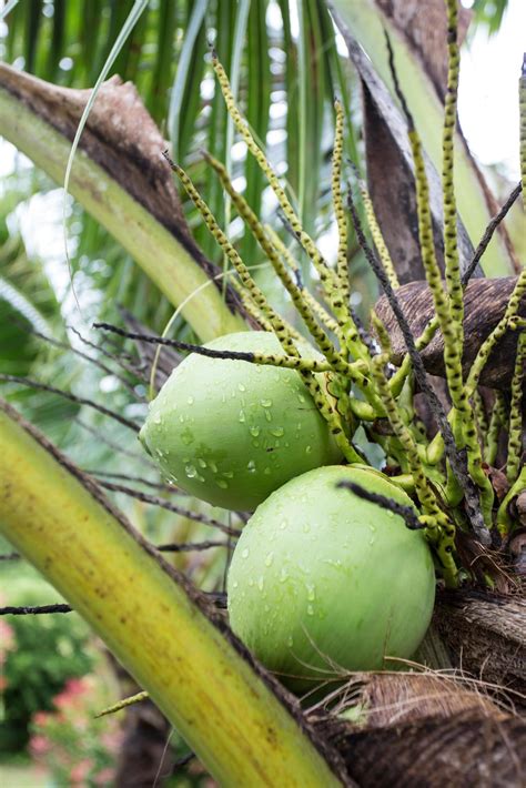 green coconut at tree 9566365 Stock Photo at Vecteezy