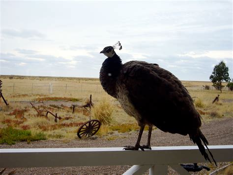 NORTH TRAVELLER: ARGENTINA / WILDLIFE