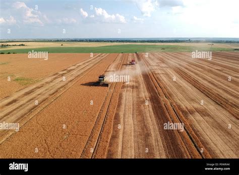 Harvester machine working in field . Combine harvester agriculture machine harvesting golden ...