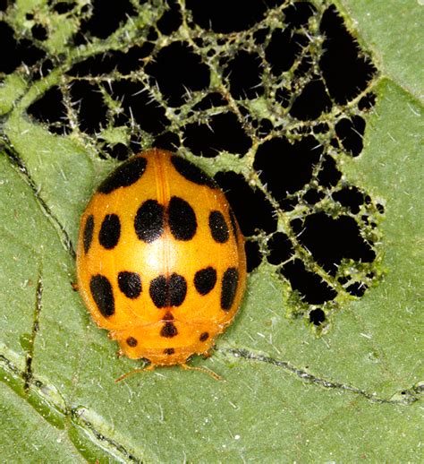 Maryland Biodiversity Project - Squash Lady Beetle (Epilachna borealis)