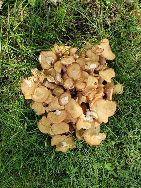 ID these mushrooms ? (October 9th, Northwest Ohio) found in my yard. : Mushrooms