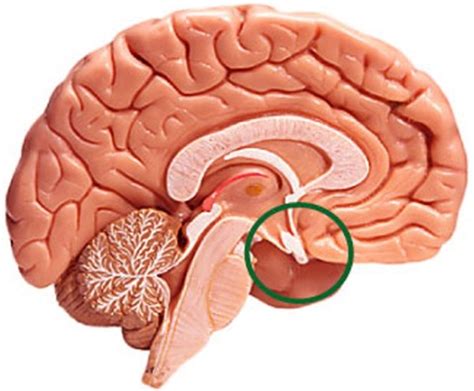 Enlarged Pituitary Gland - Symptoms, Causes, Diagnosis, Treatment | HubPages