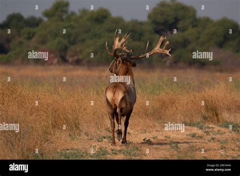 Tule Elk Bull, Cervus canadensis nannodes, non-typical antlers, rutting season, San Joaquin ...