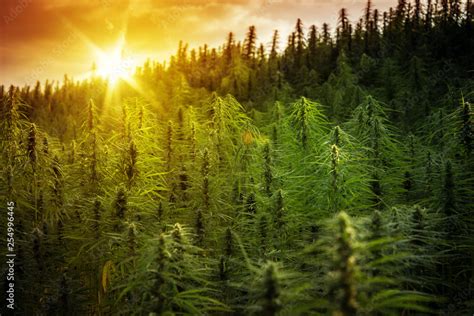 Sunset Cannabis Field. Marijuana Plants. Stock Photo | Adobe Stock